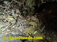 /home//u458753944/public_html/sourcegallery//////////////////////Roxborough Toad Detour/2013-2019/2017/P4110703.JPG